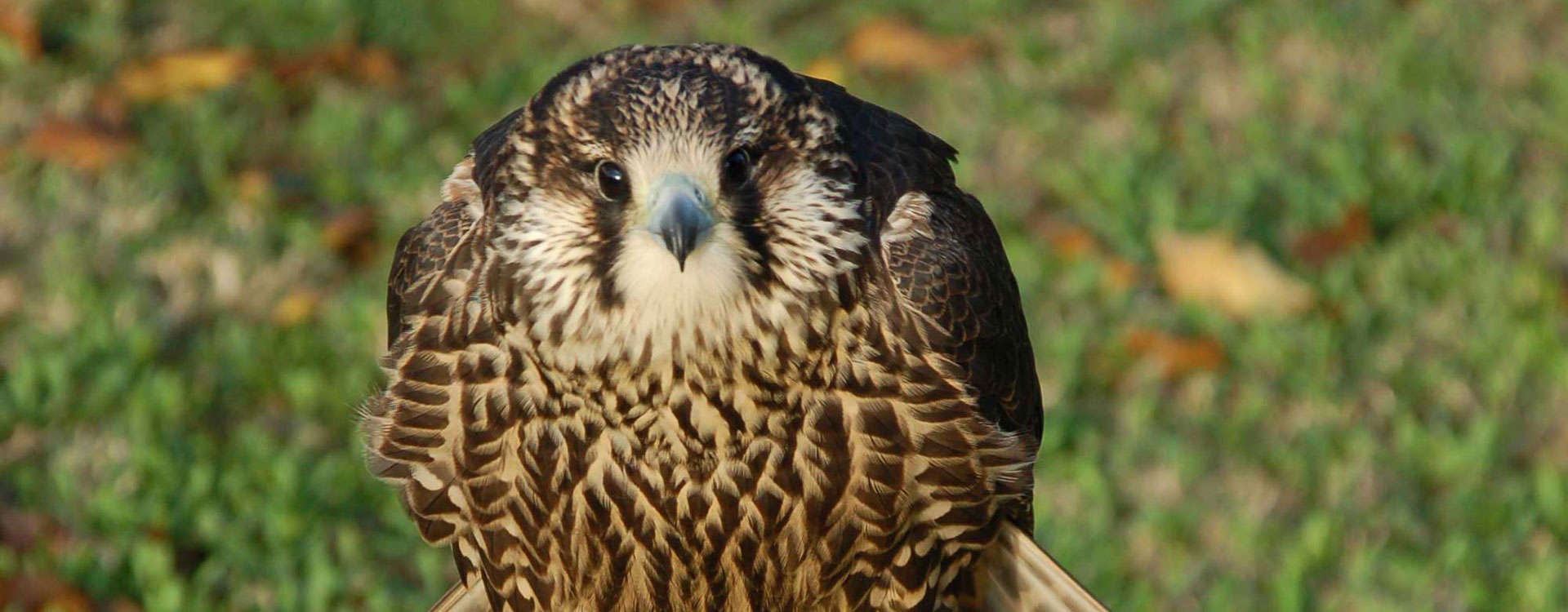 dolomite-falcons-header-01